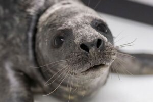 Rescued grey seal pup