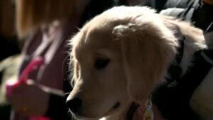 Study looks at dog breeds and behavior