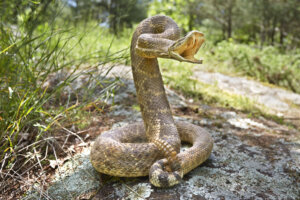 Rattlesnake