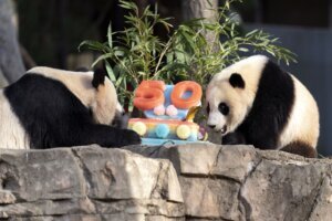 Giant Pandas