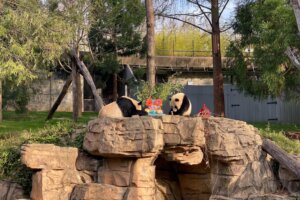 Image from iOS (39)