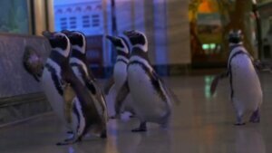 Chicago's Shedd Aquarium penguins become online sensation during pandemic