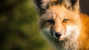 Fox generic