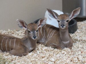 Kudu