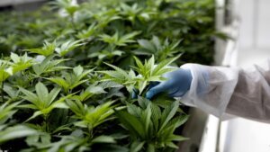 Marijuana generic