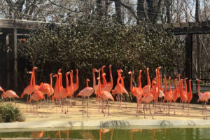 050322 flamingo