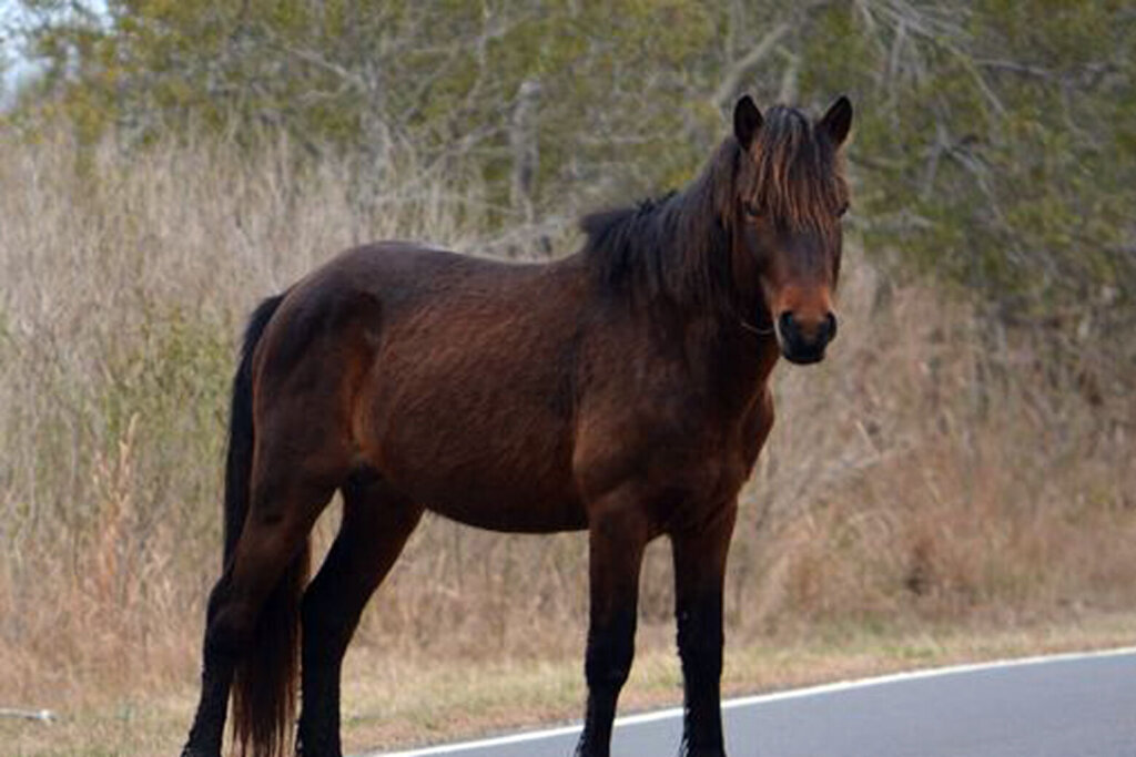 0503 horse feat
