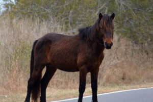 0503 horse feat