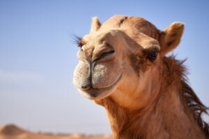 Camel Portrait