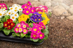 A Flat of Multicolored Primrose Flowers Ready to be Planted