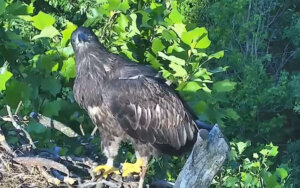Takoda eaglet