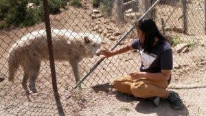 Wolf dog therapy helps troubled teens express emotion and gain confidence