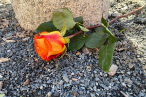 CAPITAL GAZETTE FLOWER