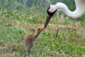 CRANE