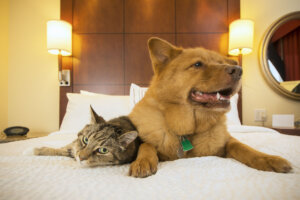 Cat and Dog together in hotel bedroom