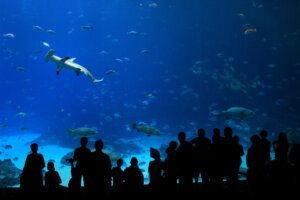 People Visit The Georgia Aquarium