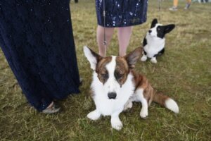 Westminster Dog Show