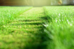 Mowing the lawn. A perspective of green grass cut strip. Selective focus