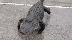 10 foot alligator crosses the road in Florida