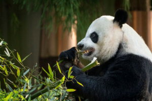 The Smithsonian National Zoo Shows Off Giant Pandas Ahead Of Zoo Reopening