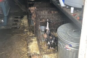 Discovery of dogs