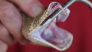 Rattlesnake Roundup