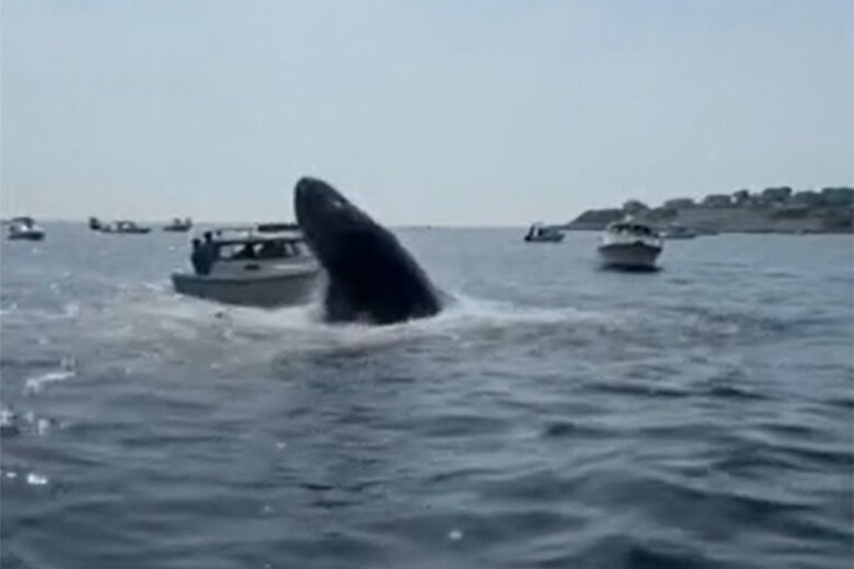 Whale breach