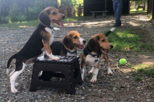 080822 beagle