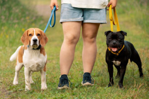 Dog sitter and two dogs standing in outdoors