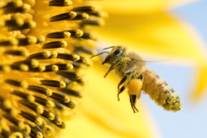 Honeybee