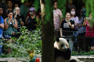 Giant Panda Xiao Qi Ji's Second Birthday Celebrated At Smithsonian's National Zoo