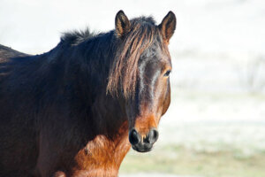 US LIFESTYLE TOURISM ASSATEAGUE