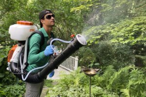 Mosquito Miseries