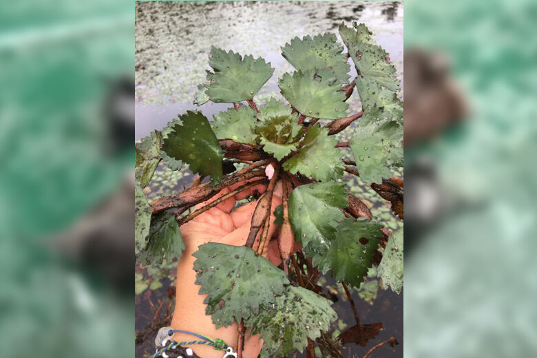 WATER CHESTNUT LAN