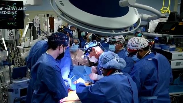 Doctors transplant pig heart into human for first time