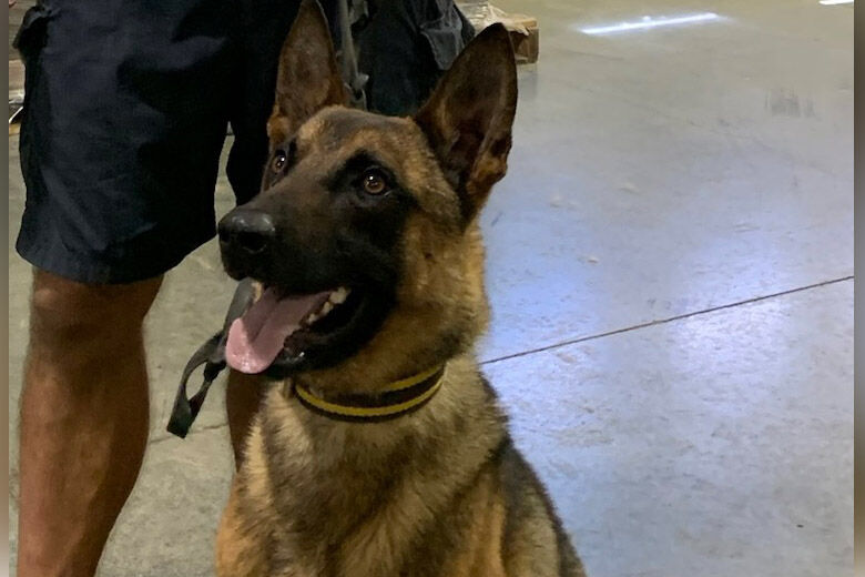 K9 crop
