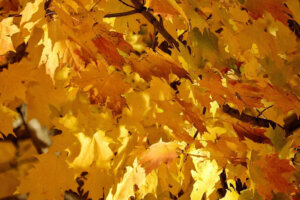 091522 foliage
