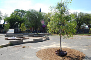 ASPHALT TO TREES