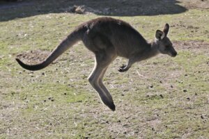 Australia Kangaroo Attack