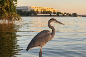 US WILDLIFE HERON