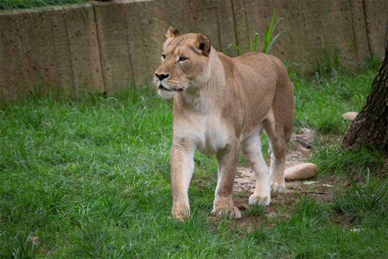 Nababiep a female African lion affectionately called Naba was humanely euthanized Sept. 26. She was 18 years old