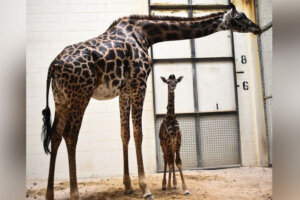 Giraffecrop