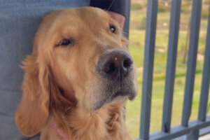 Missing retriever