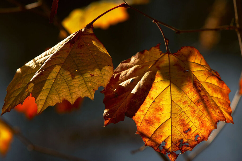 Fall Foliage In Northeast U.S.