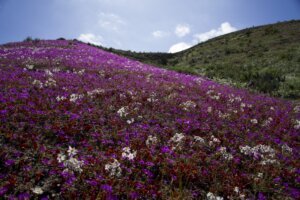 Blooming flowers cover the Atacama desert