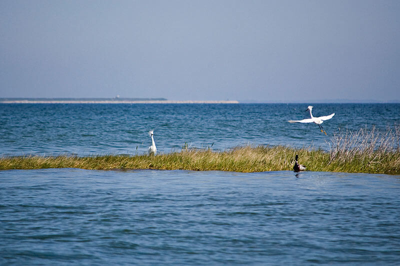 Baywithbirds