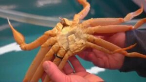Alaska snow crab harvest canceled for first time ever