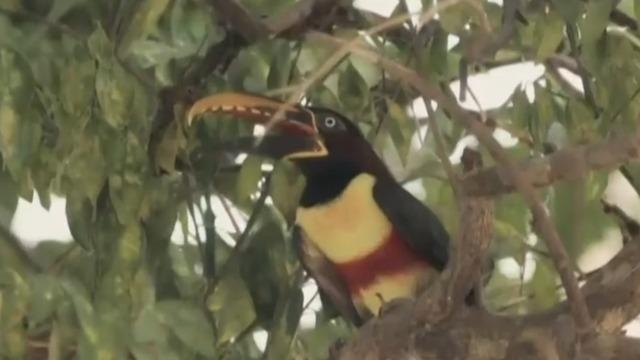 Wildlife populations have declined dramatically in past 50 years, report says