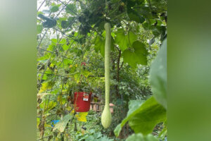 Squash2