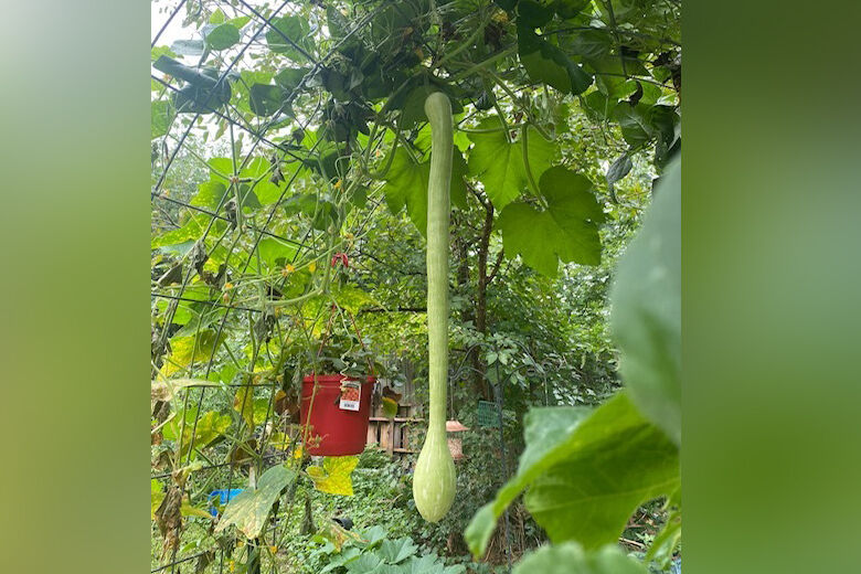 Squash2